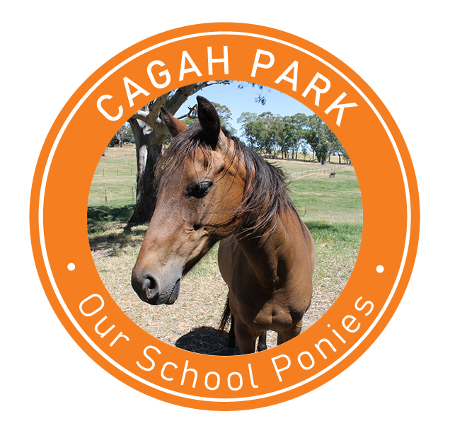 Cagah Park Equestrian Centre - Our School Ponies
