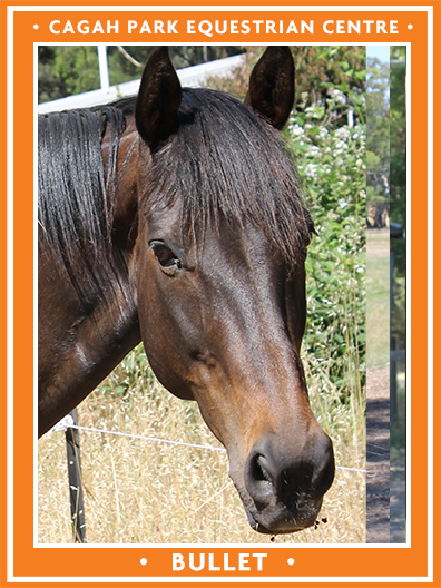 Cagah Park Equestrian Centre - Bullet