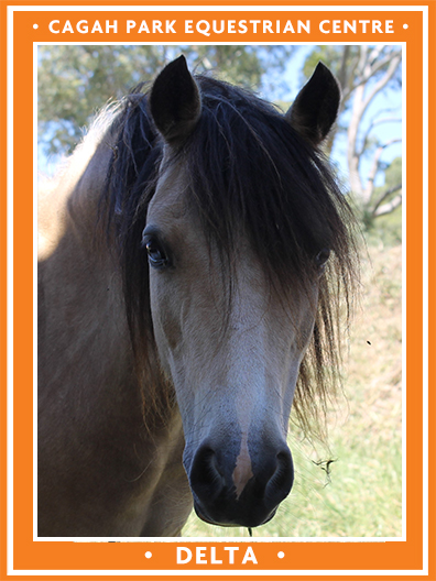 Cagah Park Equestrian Centre - Delta