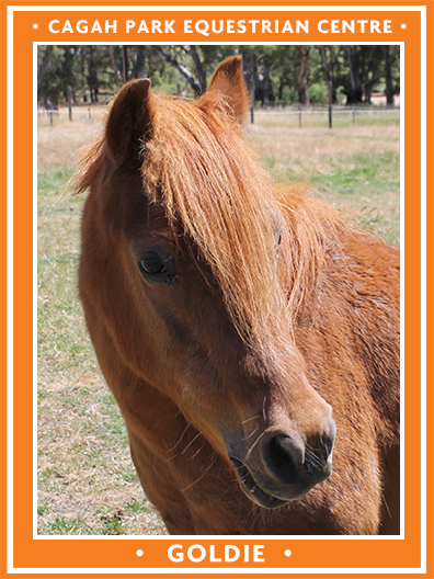 Cagah Park Equestrian Centre - Goldie