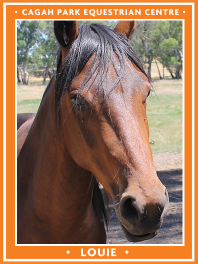 Cagah Park Equestrian Centre - Louie