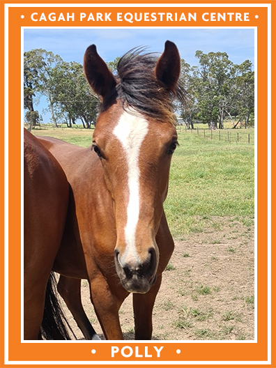 Cagah Park Equestrian Centre - Polly