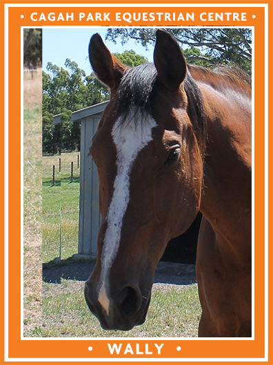 Cagah Park Equestrian Centre - Wally