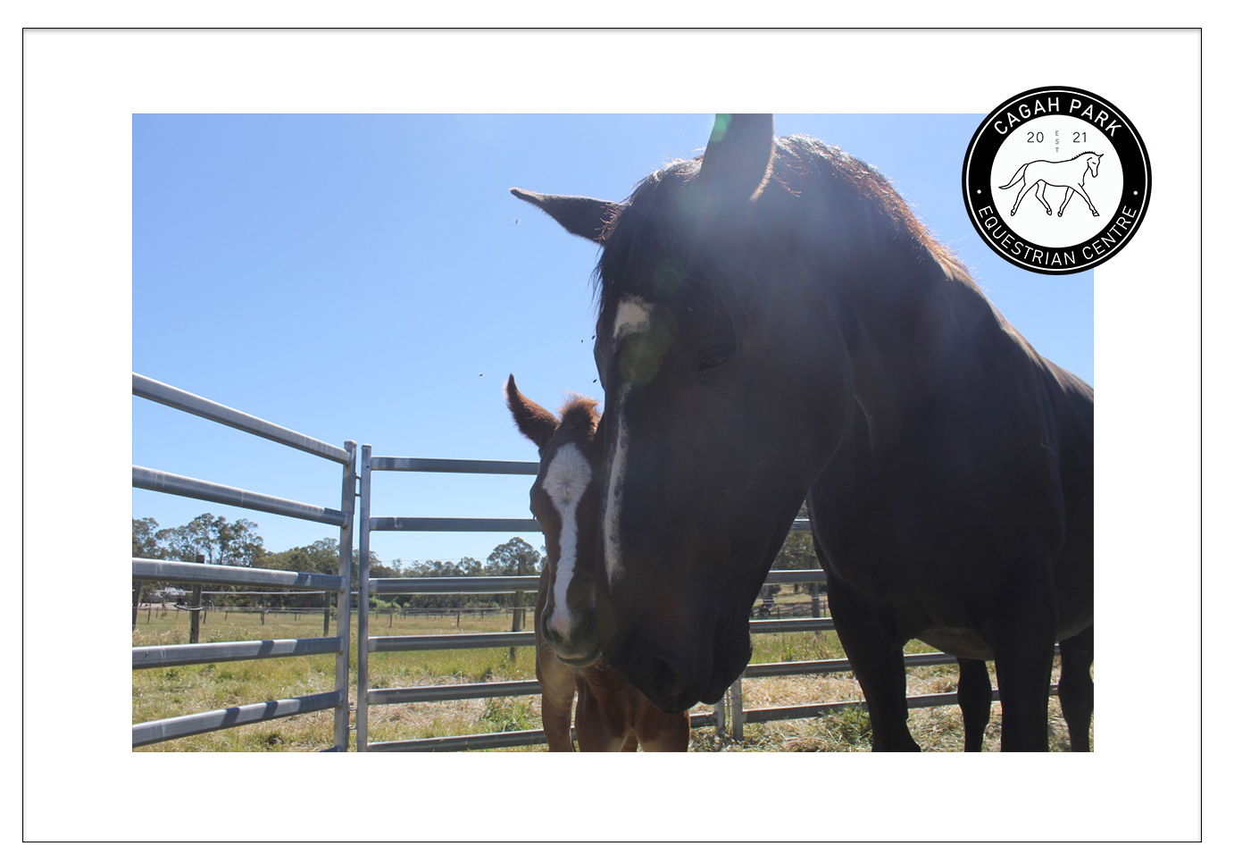 Cagah Park Equestrian Centre Birdwood Adelaide Hills