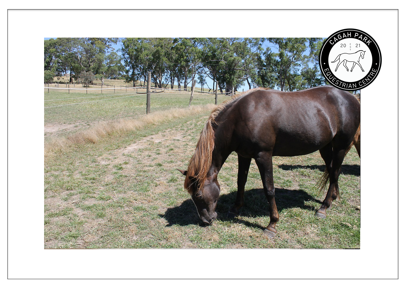 Cagah Park Equestrian Centre Birdwood Adelaide Hills